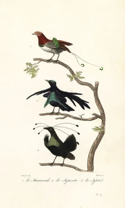 Framed Print : King bird-of-paradise, greater lophorina and Arfak parotia Framed Print : King bird-of-paradise, greater lophorina and Arfak parotia