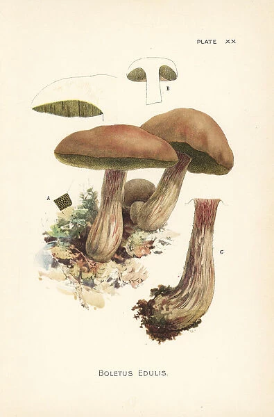 King bolete mushroom, Boletus edulis