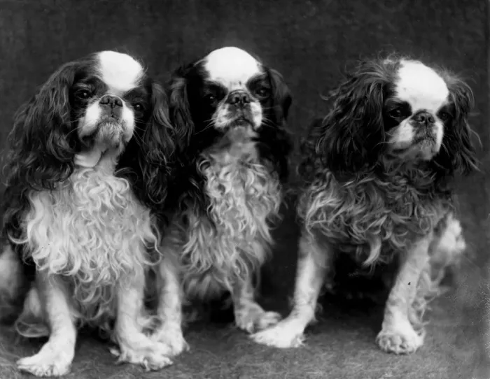 Framed Print : King Charles Spaniel