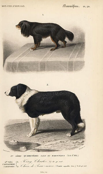 King Charles spaniel and Barbet breeds of dog