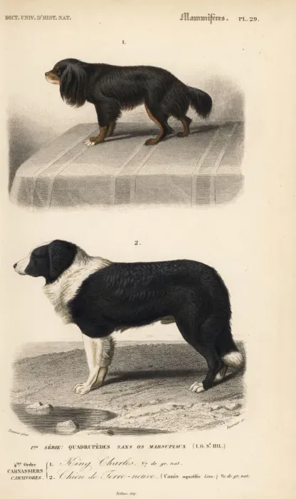 Framed Print : King Charles spaniel and Barbet breeds of dog Framed Print : King Charles spaniel and Barbet breeds of dog