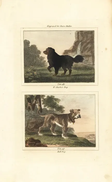 Framed Print : King Charles spaniel and English bulldog Framed Print : King Charles spaniel and English bulldog