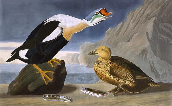 King Duck, by John James Audubon