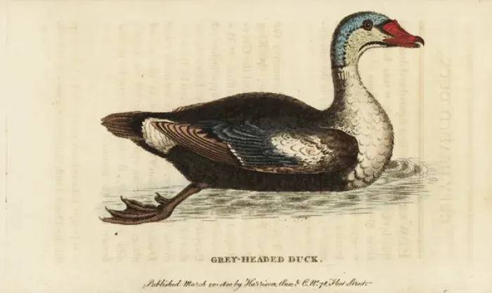 Framed Print : King eider, Somateria spectabilis Framed Print : King eider, Somateria spectabilis