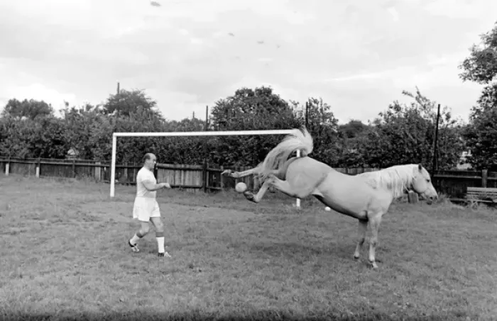 Framed Print : King, the football-playing stallion Framed Print : King, the football-playing stallion
