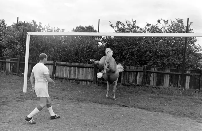 Framed Print : King, the football-playing stallion Framed Print : King, the football-playing stallion