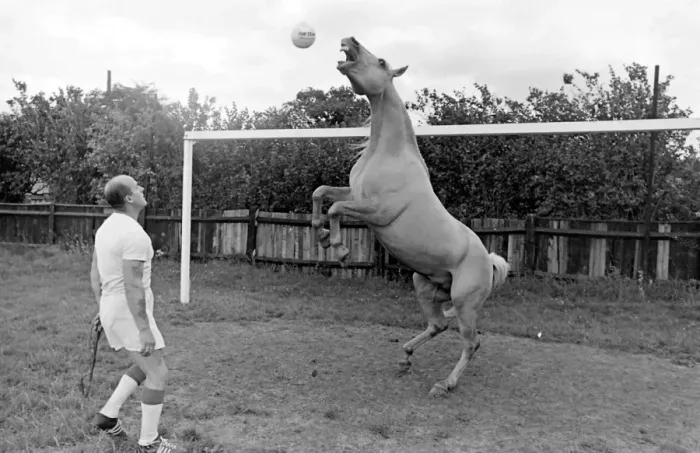 Framed Print : King, the football-playing stallion Framed Print : King, the football-playing stallion