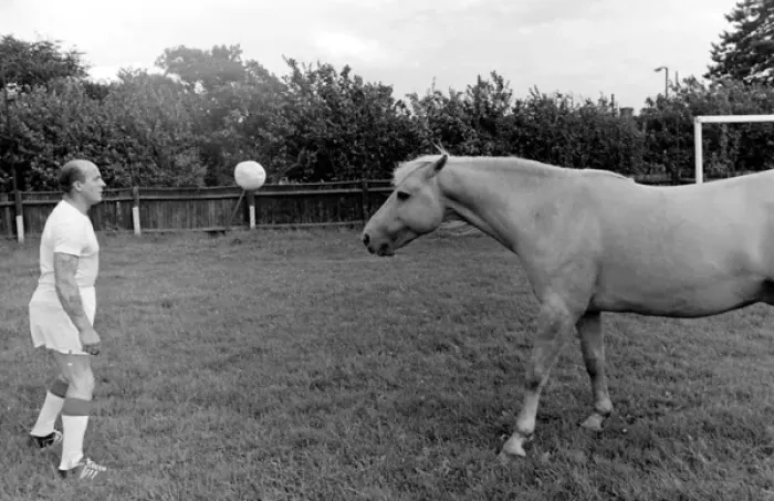 Framed Print : King, the football-playing stallion Framed Print : King, the football-playing stallion