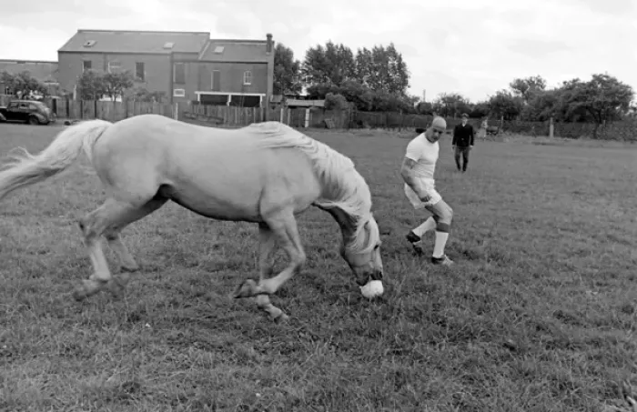 Framed Print : King, the football-playing stallion Framed Print : King, the football-playing stallion