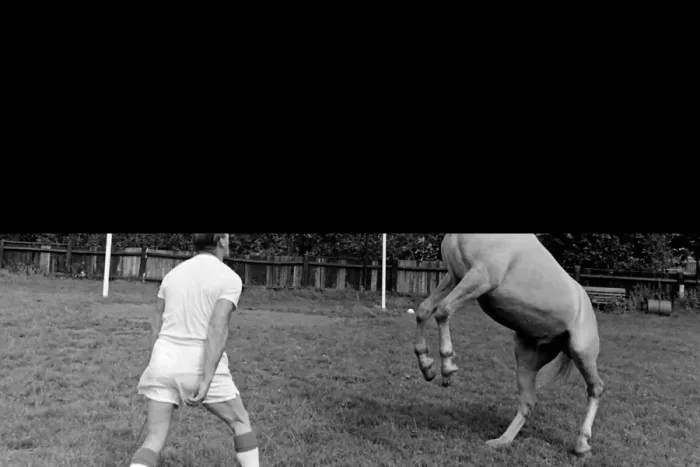 Framed Print : King, the football-playing stallion Framed Print : King, the football-playing stallion