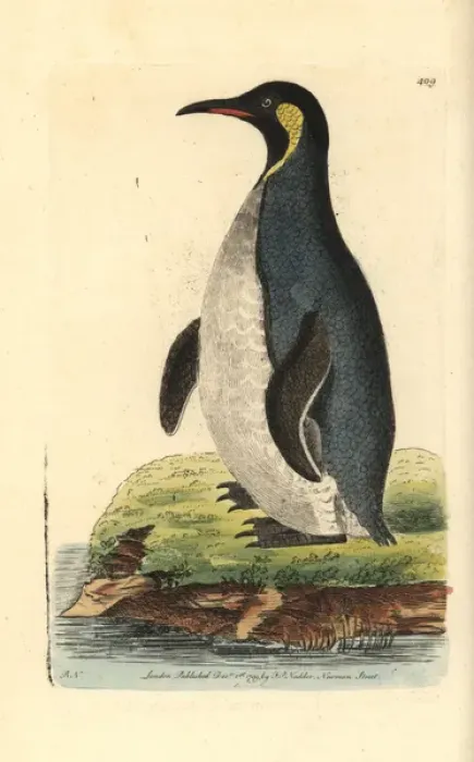 Framed Print : King penguin, Aptenodytes patagonicus Framed Print : King penguin, Aptenodytes patagonicus