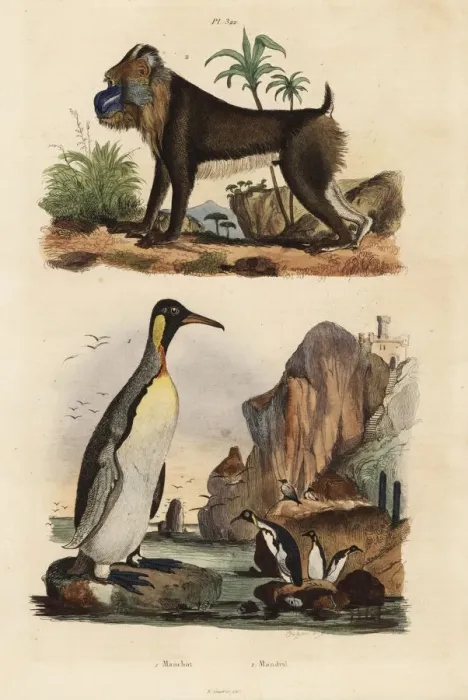 Framed Print : King penguin and mandrill Framed Print : King penguin and mandrill