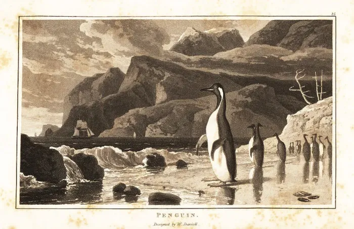 Framed Print : King penguins on a beach, Southern Hemisphere Framed Print : King penguins on a beach, Southern Hemisphere