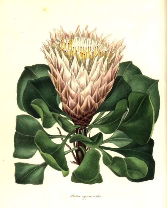 Framed Print : King protea or artichoke-like flowered protea Framed Print : King protea or artichoke-like flowered protea