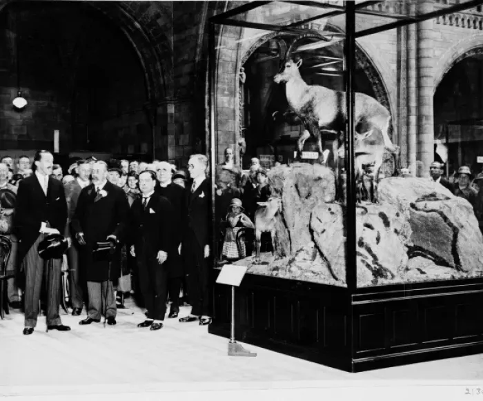 Framed Print : The King of Spain presenting an ibex, July 1927 Framed Print : The King of Spain presenting an ibex, July 1927