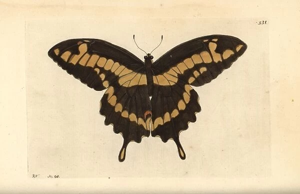 King swallowtail butterfly, Papilio thoas