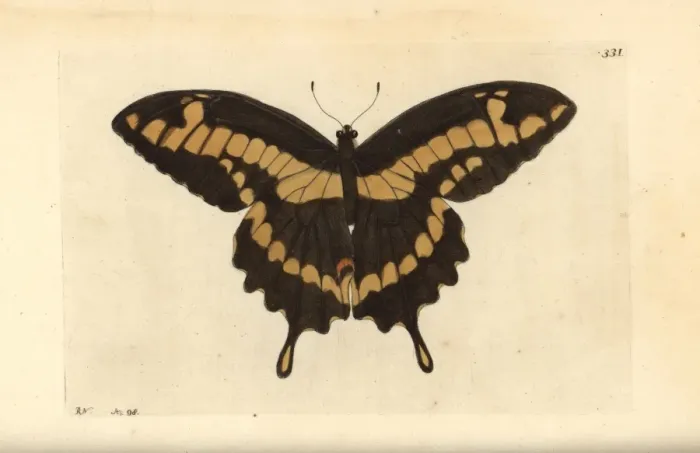 Framed Print : King swallowtail butterfly, Papilio thoas Framed Print : King swallowtail butterfly, Papilio thoas