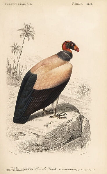 King vulture, Sarcoramphus papa