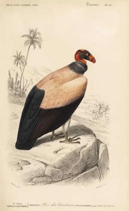Framed Print : King vulture, Sarcoramphus papa Framed Print : King vulture, Sarcoramphus papa