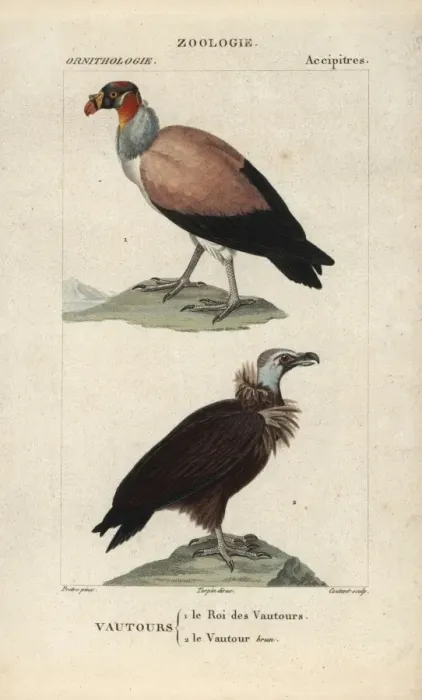 Framed Print : King vulture, Sarcoramphus papa, and cinereous Framed Print : King vulture, Sarcoramphus papa, and cinereous