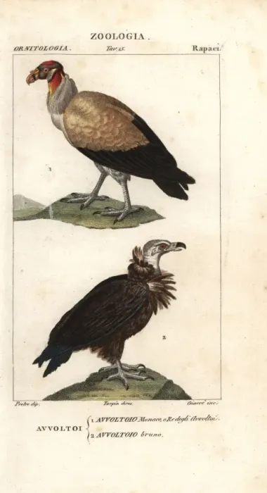 Framed Print : King vulture, Sarcoramphus papa, and griffon Framed Print : King vulture, Sarcoramphus papa, and griffon