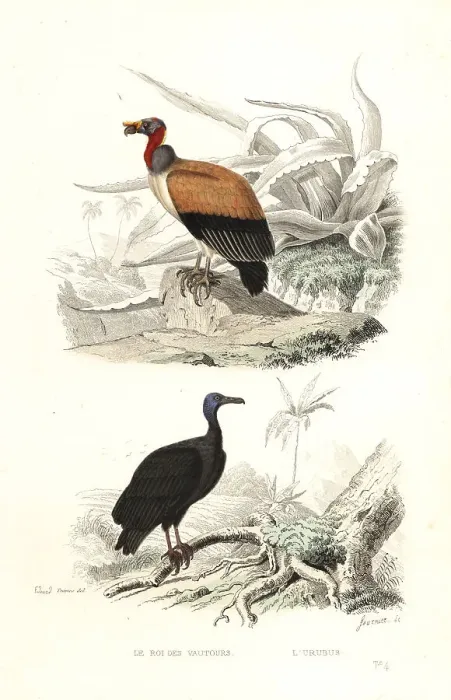 Framed Print : King vulture and turkey vulture Framed Print : King vulture and turkey vulture