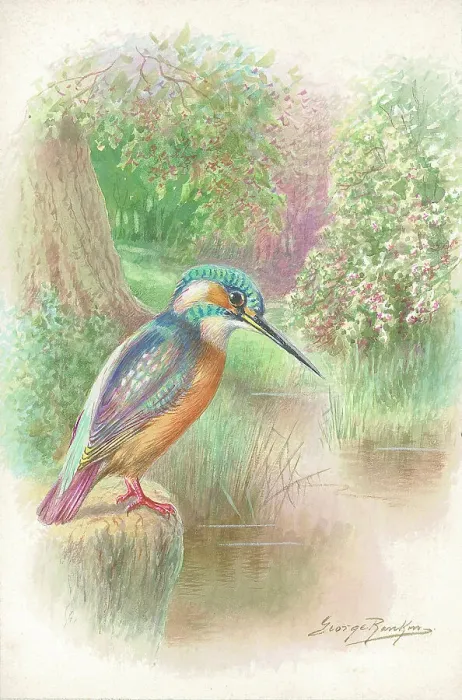 Framed Print : Kingfisher Framed Print : Kingfisher