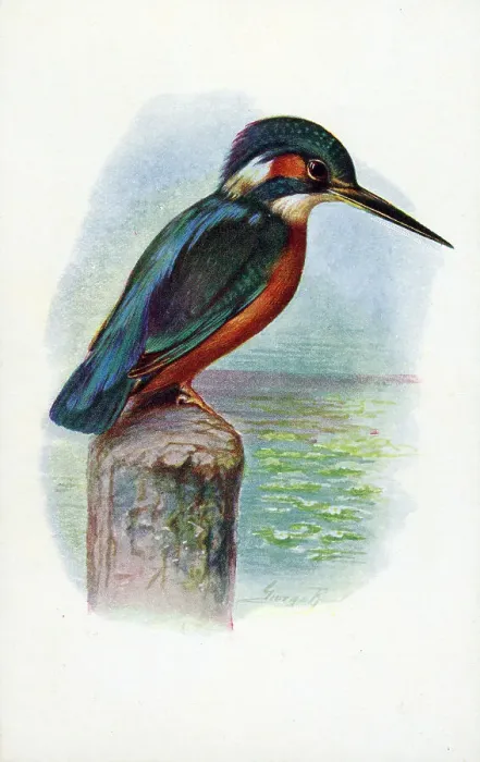 Framed Print : Kingfisher Framed Print : Kingfisher