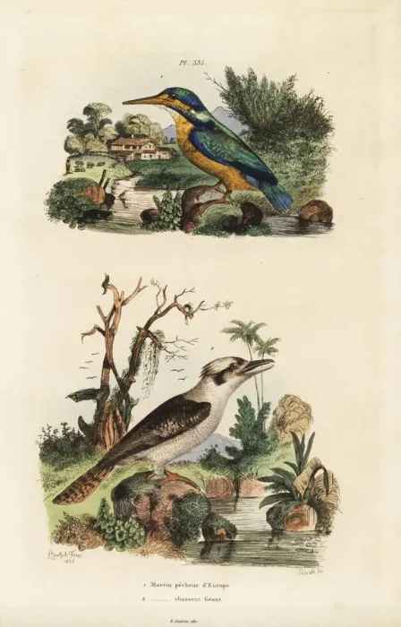 Framed Print : Kingfisher, Alcedo atthis, and laughing kookaburra Framed Print : Kingfisher, Alcedo atthis, and laughing kookaburra