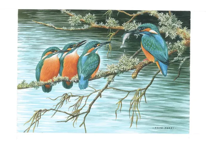 Framed Print : Kingfishers Framed Print : Kingfishers