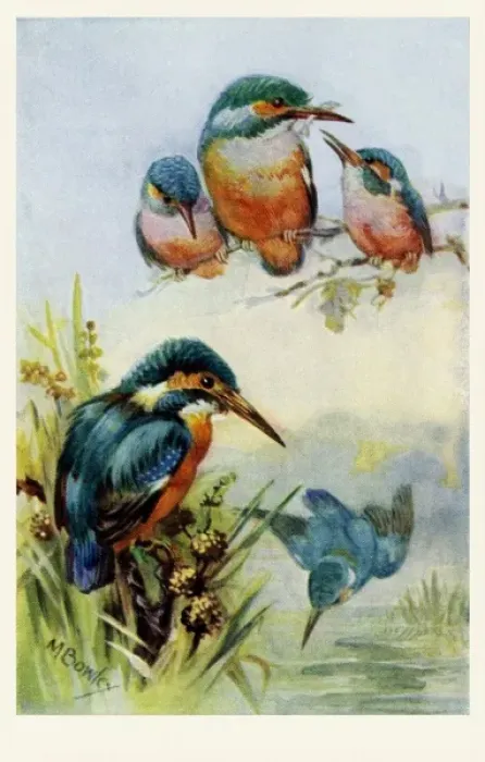 Framed Print : Kingfishers Framed Print : Kingfishers