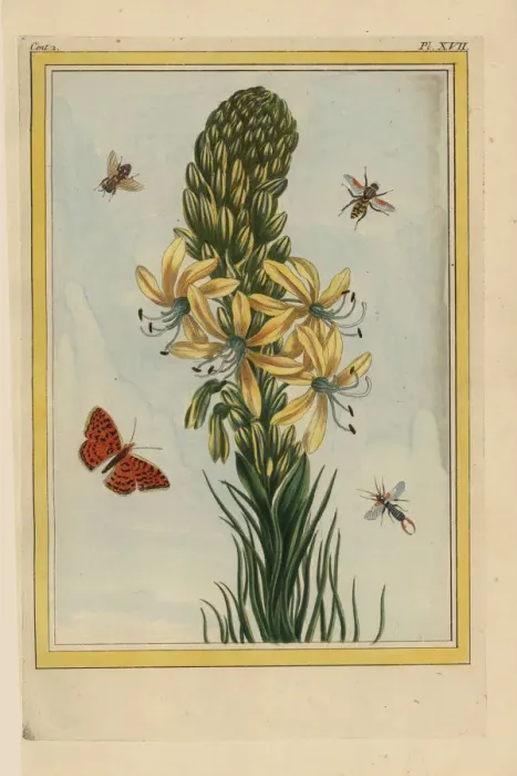 Framed Print : Kings spear or yellow asphodel, Asphodeline lutea Framed Print : Kings spear or yellow asphodel, Asphodeline lutea
