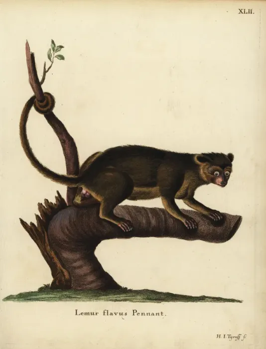 Framed Print : Kinkajou, Potos flavus Framed Print : Kinkajou, Potos flavus