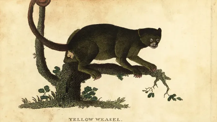 Framed Print : Kinkajou, Potos flavus Framed Print : Kinkajou, Potos flavus