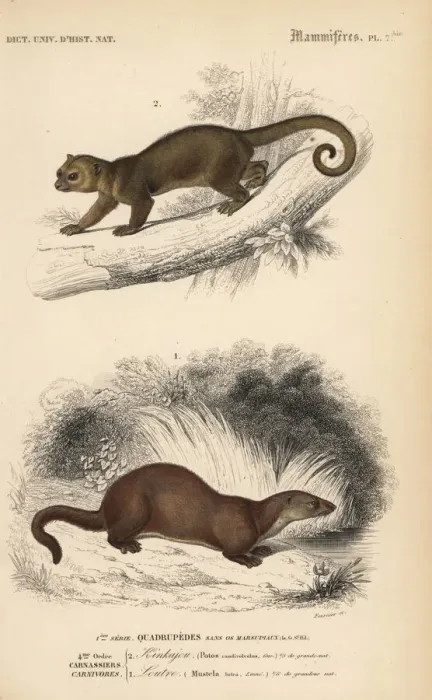 Framed Print : Kinkajou, Potos flavus, and European otter, Lutra lutra Framed Print : Kinkajou, Potos flavus, and European otter, Lutra lutra