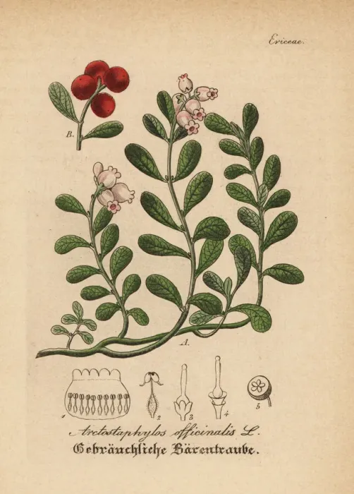 Framed Print : Kinnikinnick and pinemat manzanita, Arctostaphylos uva-ursi Framed Print : Kinnikinnick and pinemat manzanita, Arctostaphylos uva-ursi