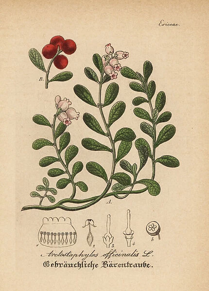 Kinnikinnick and pinemat manzanita, Arctostaphylos uva-ursi