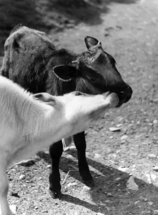 Framed Print : Kissing Calves Framed Print : Kissing Calves