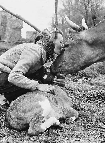 Kissing a Cow