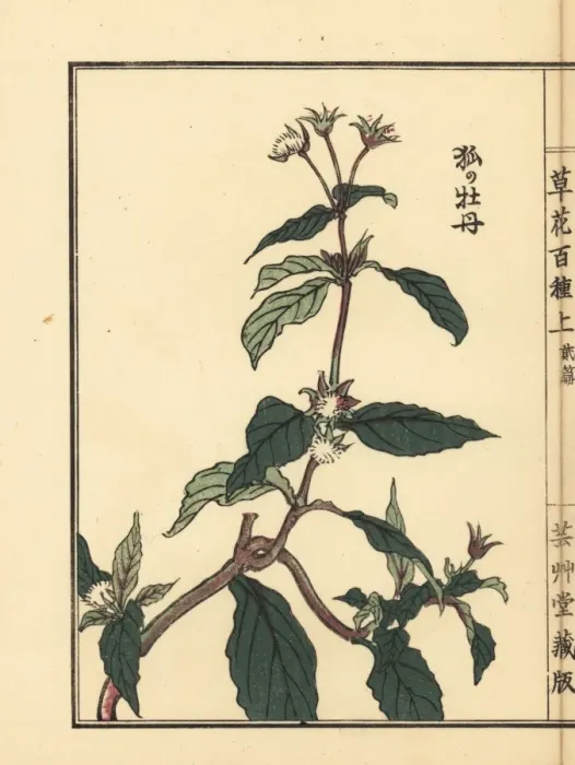Framed Print : Kitsune no botan or Ranunculus silerifolius Framed Print : Kitsune no botan or Ranunculus silerifolius