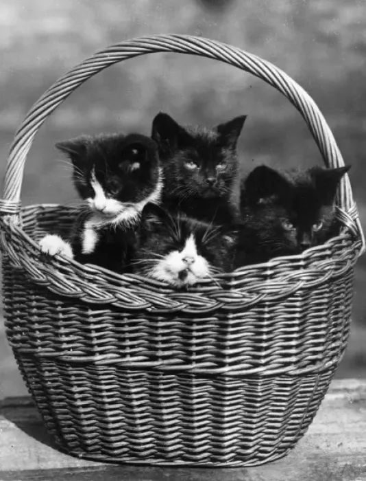 Framed Print : Kitten Basket Framed Print : Kitten Basket
