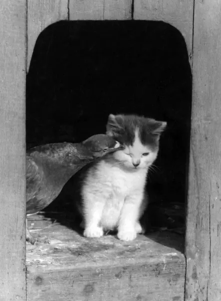 Kitten and Bird Print, Art Prints, Posters Puzzles from