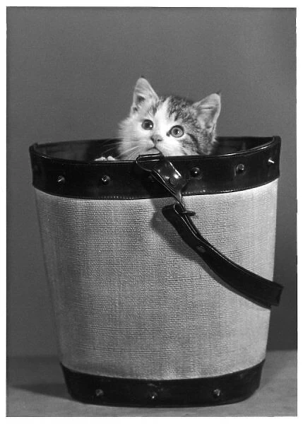 Kitten in Bucket