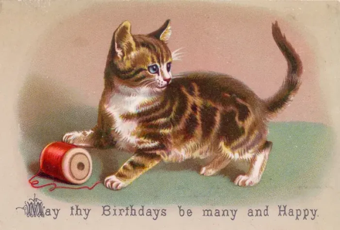 Framed Print : Kitten with cotton reel on a birthday card Framed Print : Kitten with cotton reel on a birthday card
