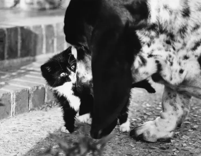 Framed Print : Kitten & Dog Framed Print : Kitten & Dog