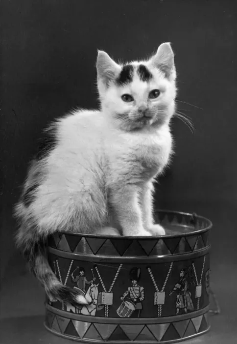 Framed Print : KITTEN ON DRUM Framed Print : KITTEN ON DRUM