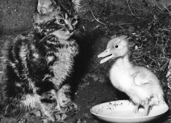 Framed Print : Kitten and Duckling Framed Print : Kitten and Duckling