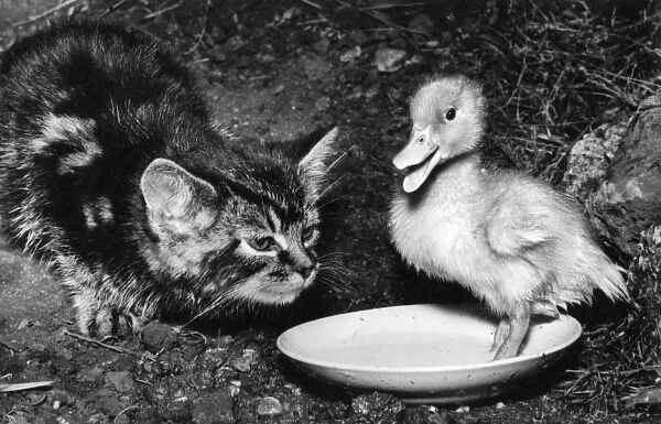 Kitten and duckling