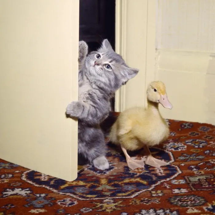 Framed Print : Kitten and duckling in the doorway Framed Print : Kitten and duckling in the doorway