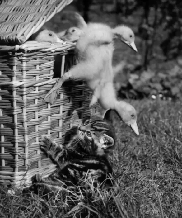 Framed Print : Kitten with ducklings falling out of a basket Framed Print : Kitten with ducklings falling out of a basket